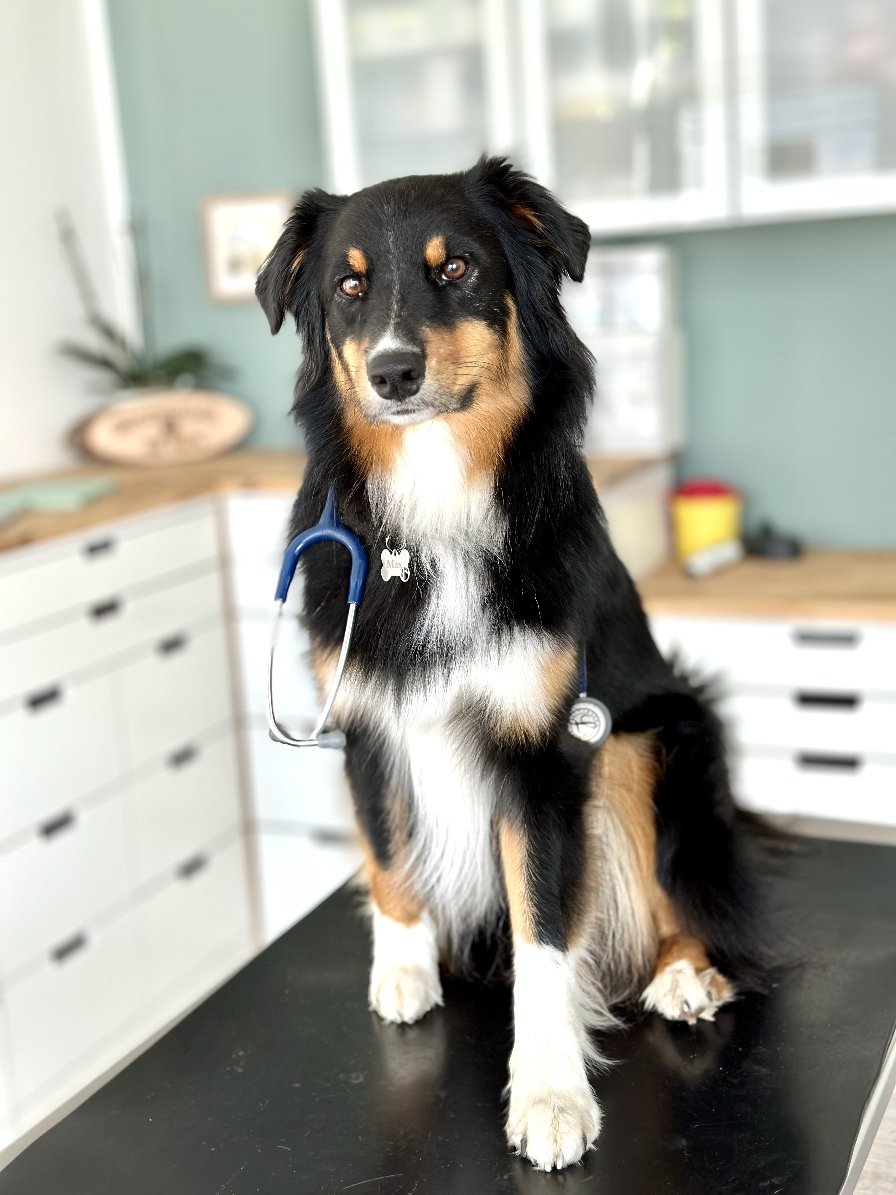 Dog wearing a stethoscope in a veterinary clinic setting