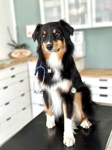 Dog with a stethoscope sitting on a veterinary examination table
